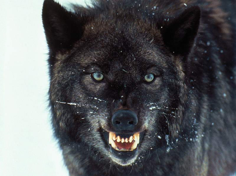 black wolf baring teeth torrent