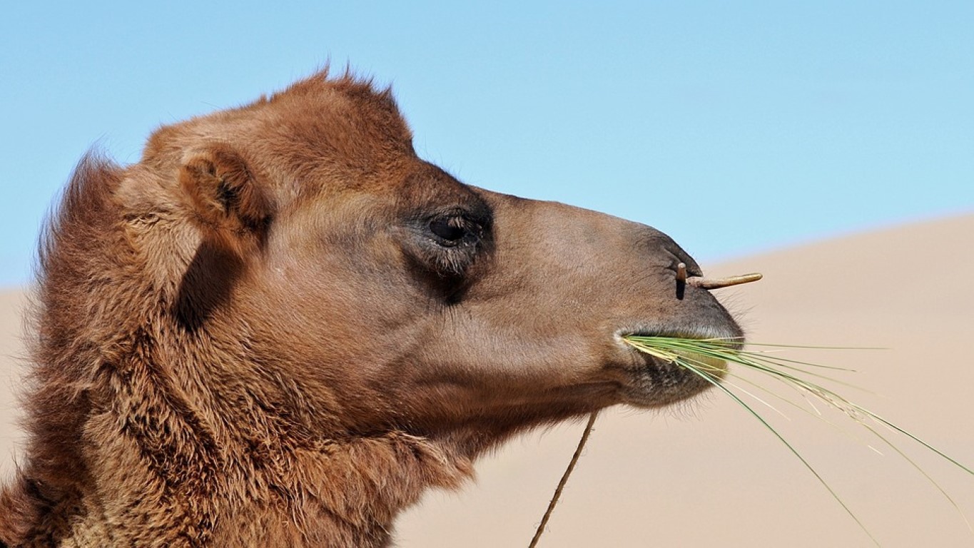Верблюд метис 3 буквы. Бактриан верблюд Гоби зубы. Верблюды в Монголии.