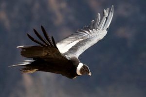 Andean condor