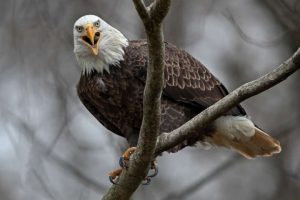 Bald eagle