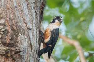 Black-thighed falconet