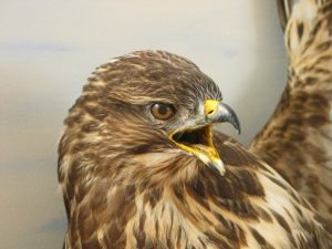 Common buzzard