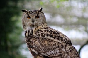 Long-eared owl