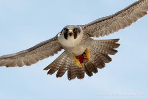 Peregrine falcon