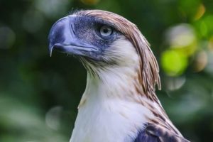 Philippine eagle