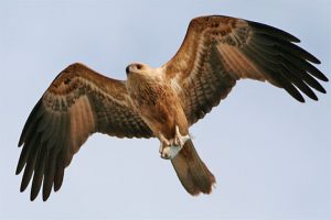 Red kite