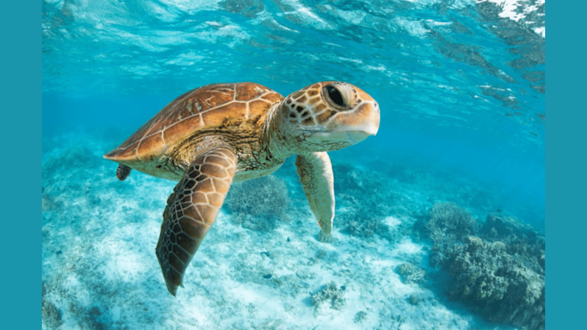 Are Turtles Amphibians or Reptiles (1)