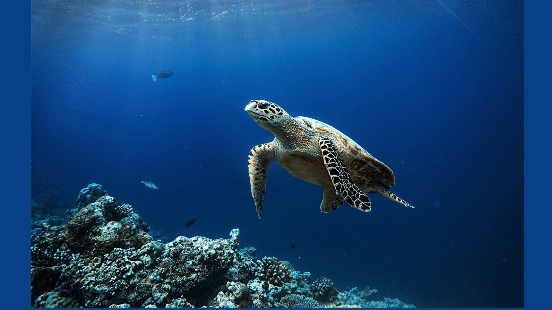 Are Turtles Amphibians or Reptiles?