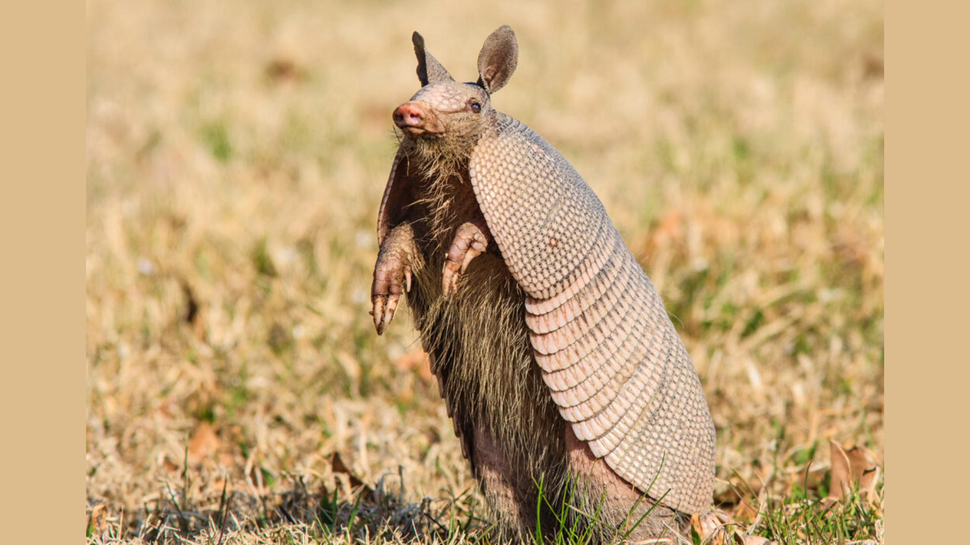 Armadillo