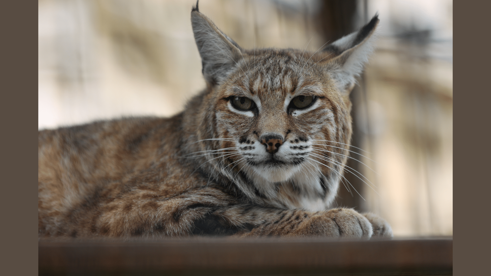 Bobcat (featured image)