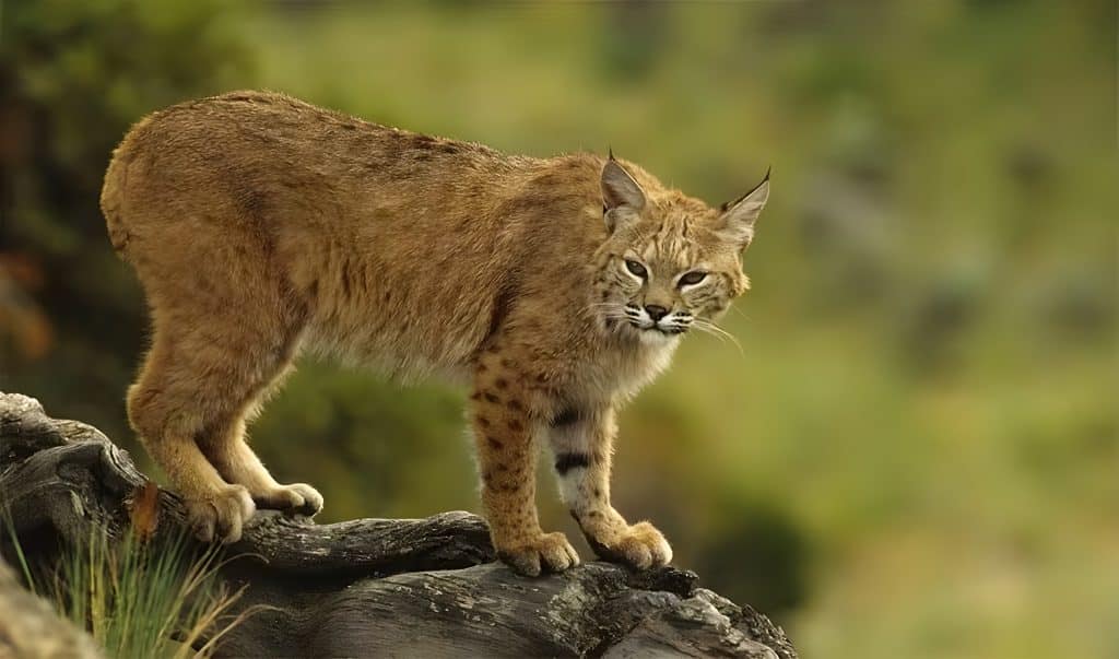 Brown Bobcat