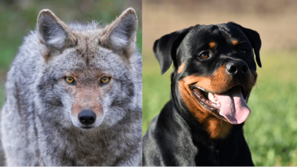 Can a Rottweiler Attack and Kill a Coyote