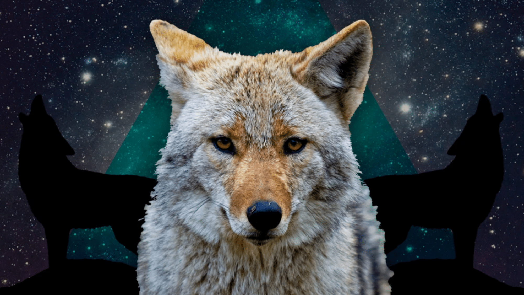 Coyote as Totem or Spirit Animal