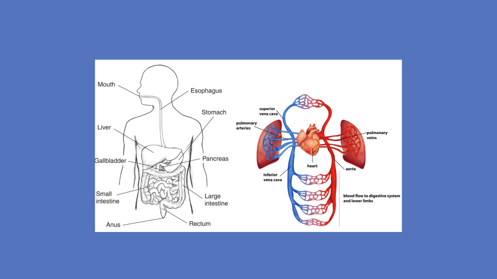 Digestive system with circulatory system (featured image)