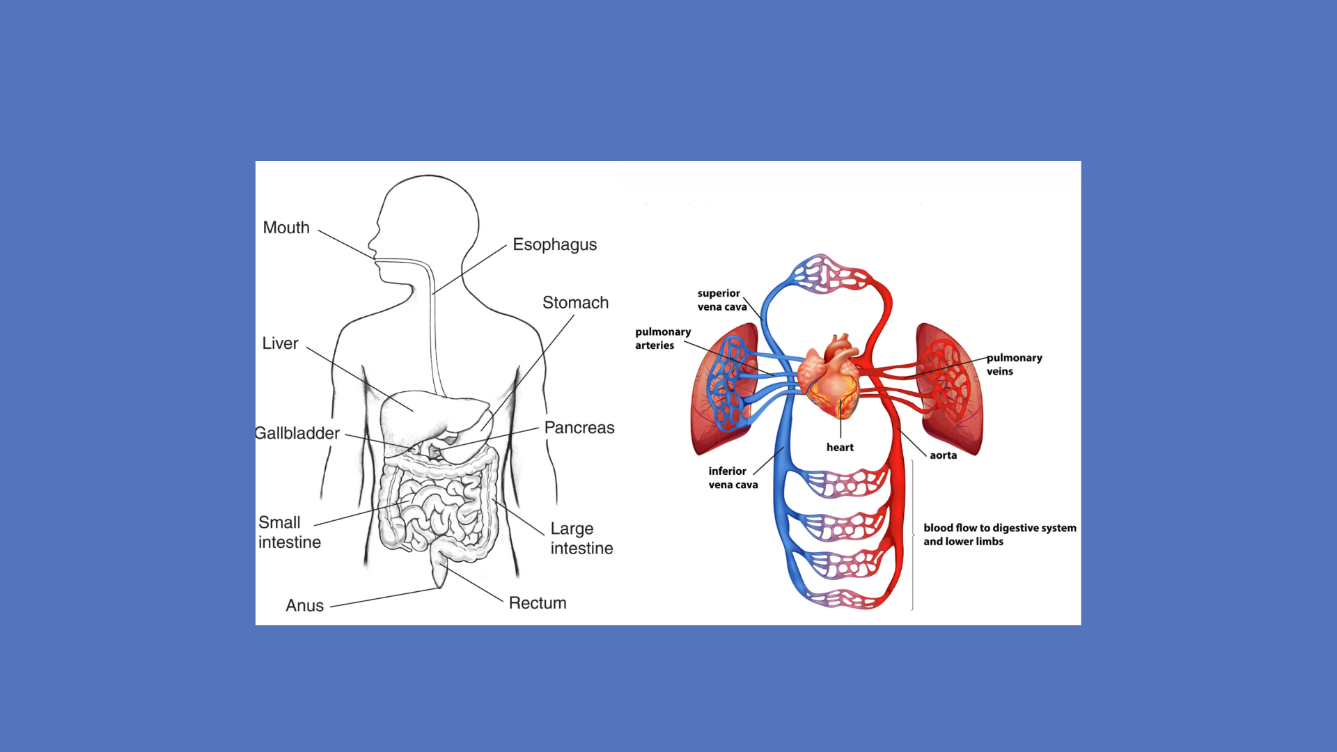 Digestive system with circulatory system (featured image)