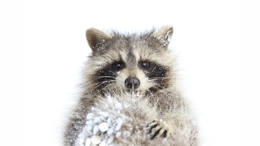 Do Raccoons Hibernate in Winter (featured image)