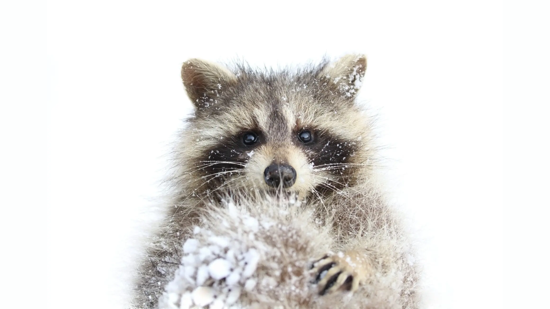 Do Raccoons Hibernate in Winter (featured image)