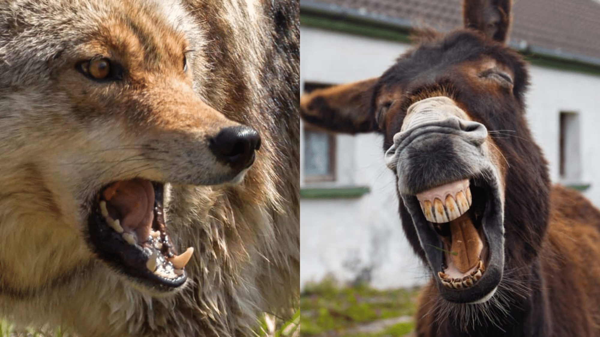 Donkey vs Coyote Who Would Win in a Showdown