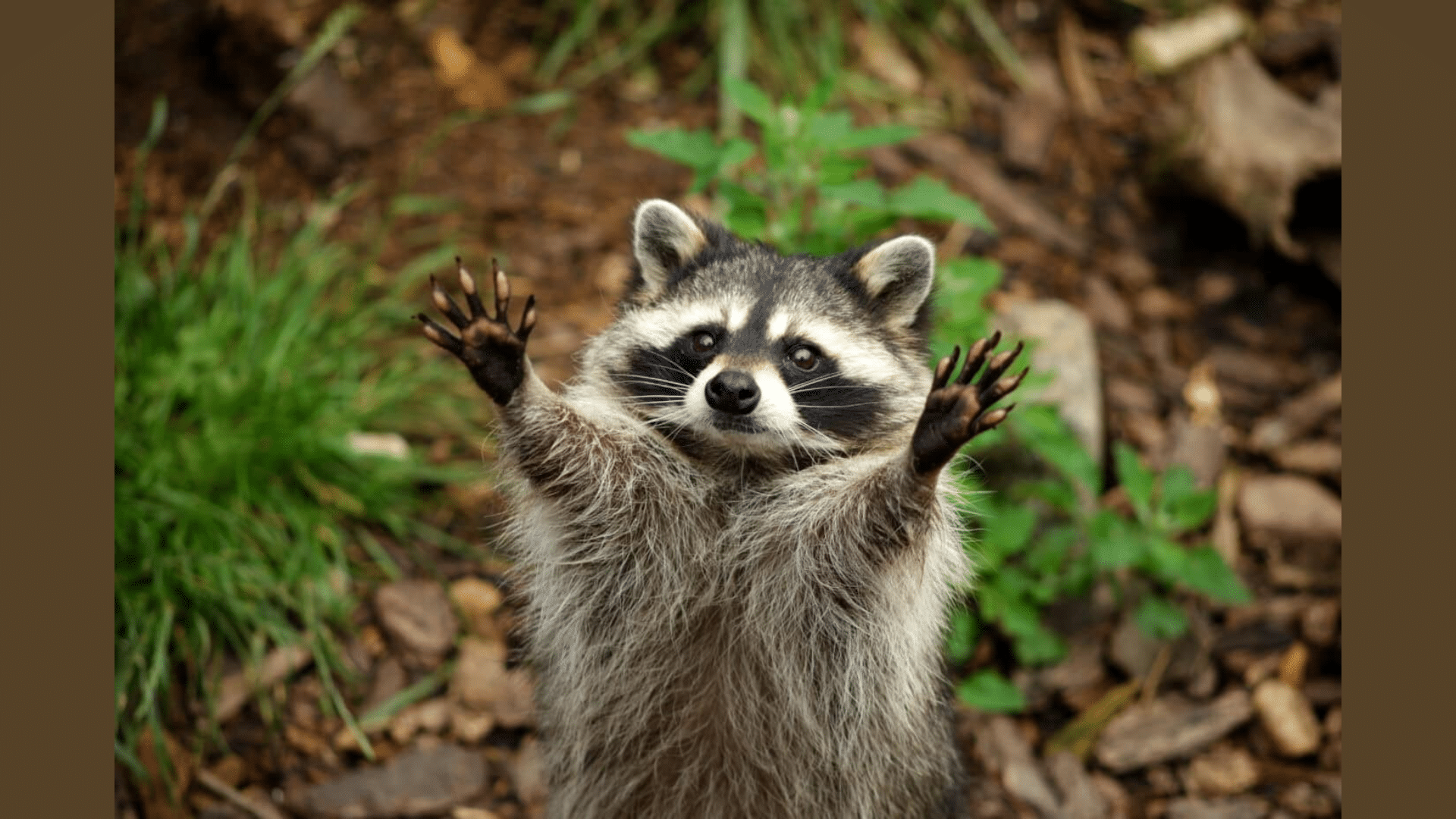 Fun Facts About Raccoons