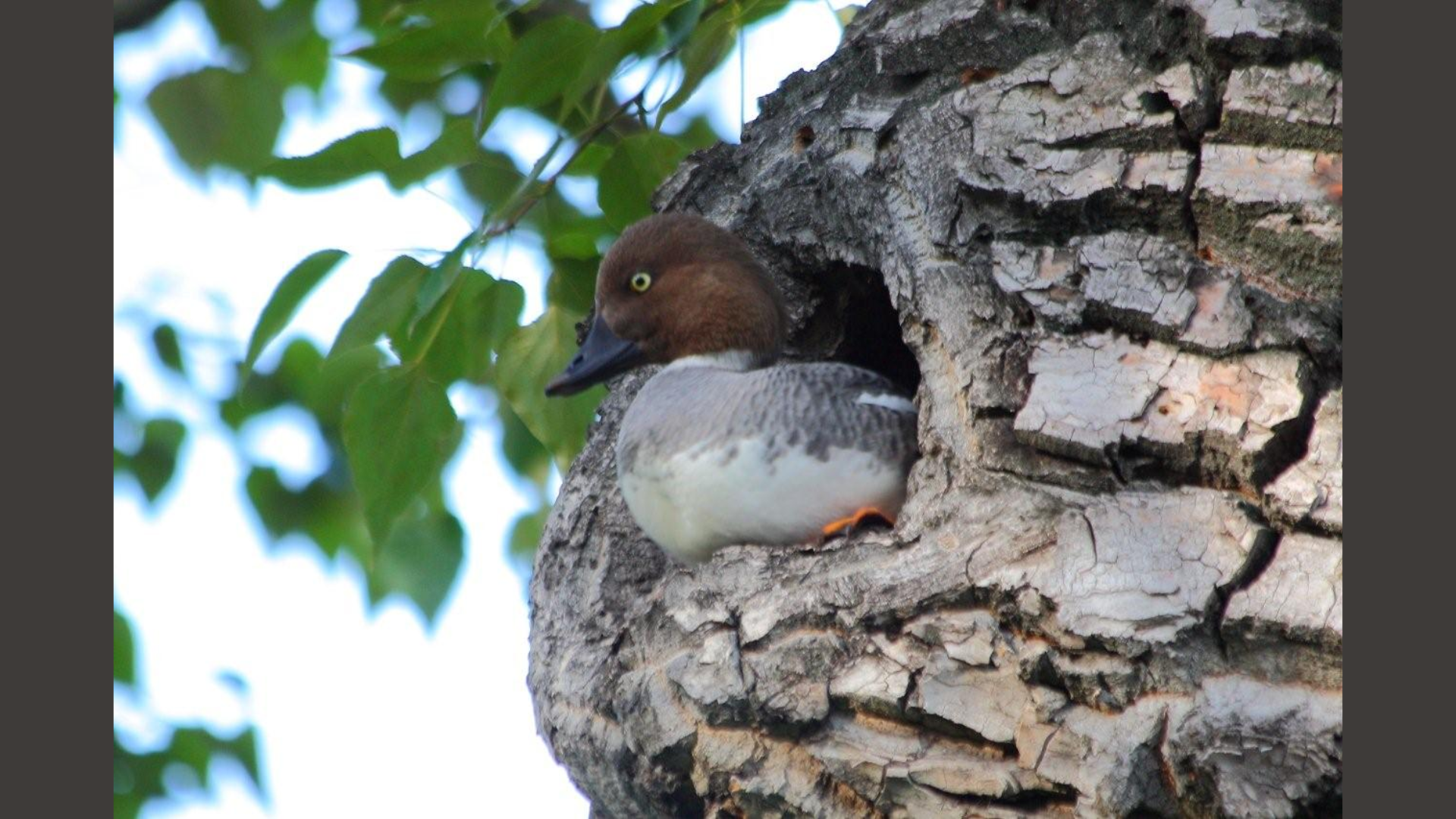 Goldeneyes