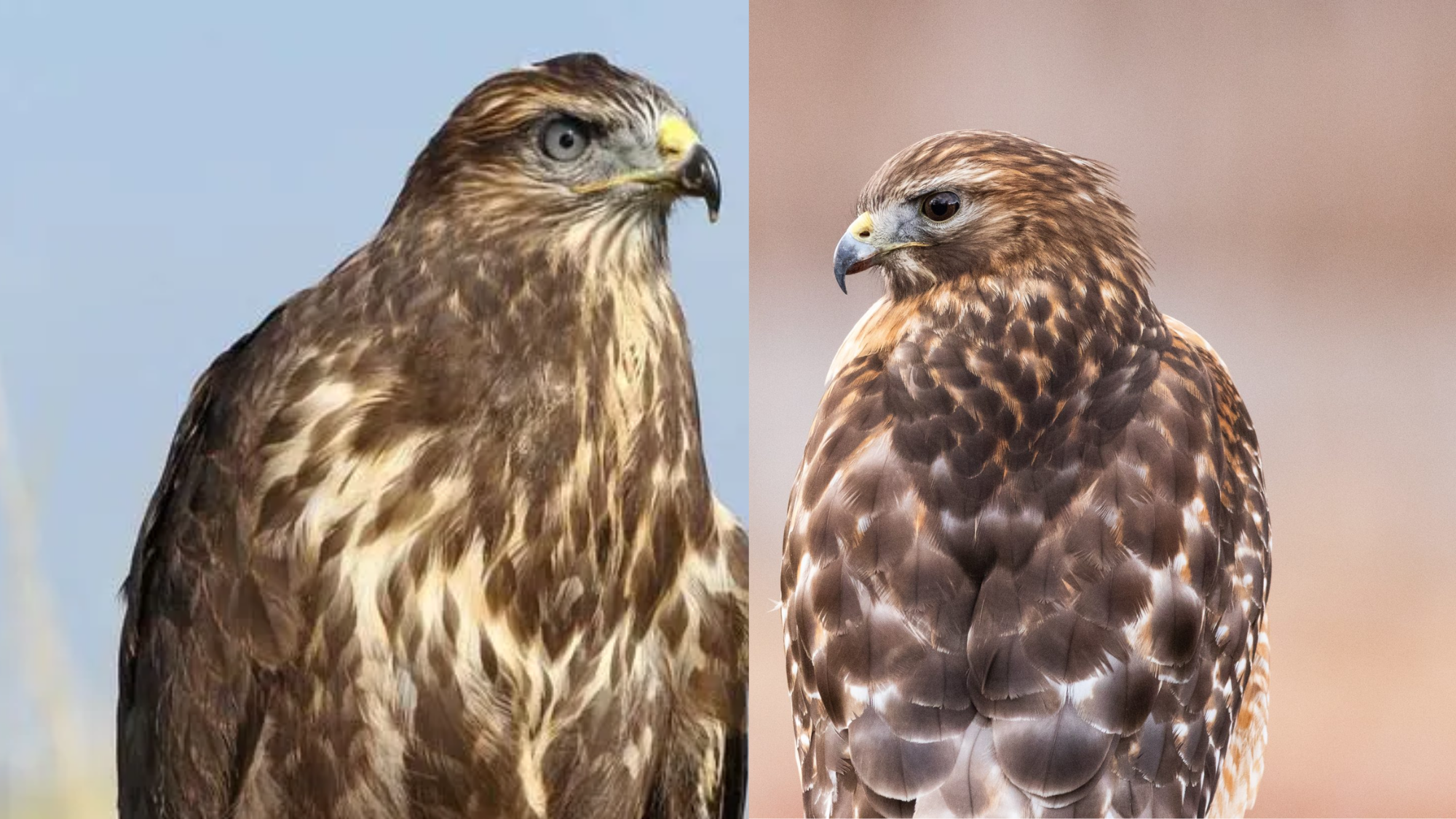 Hawk vs Buzzard