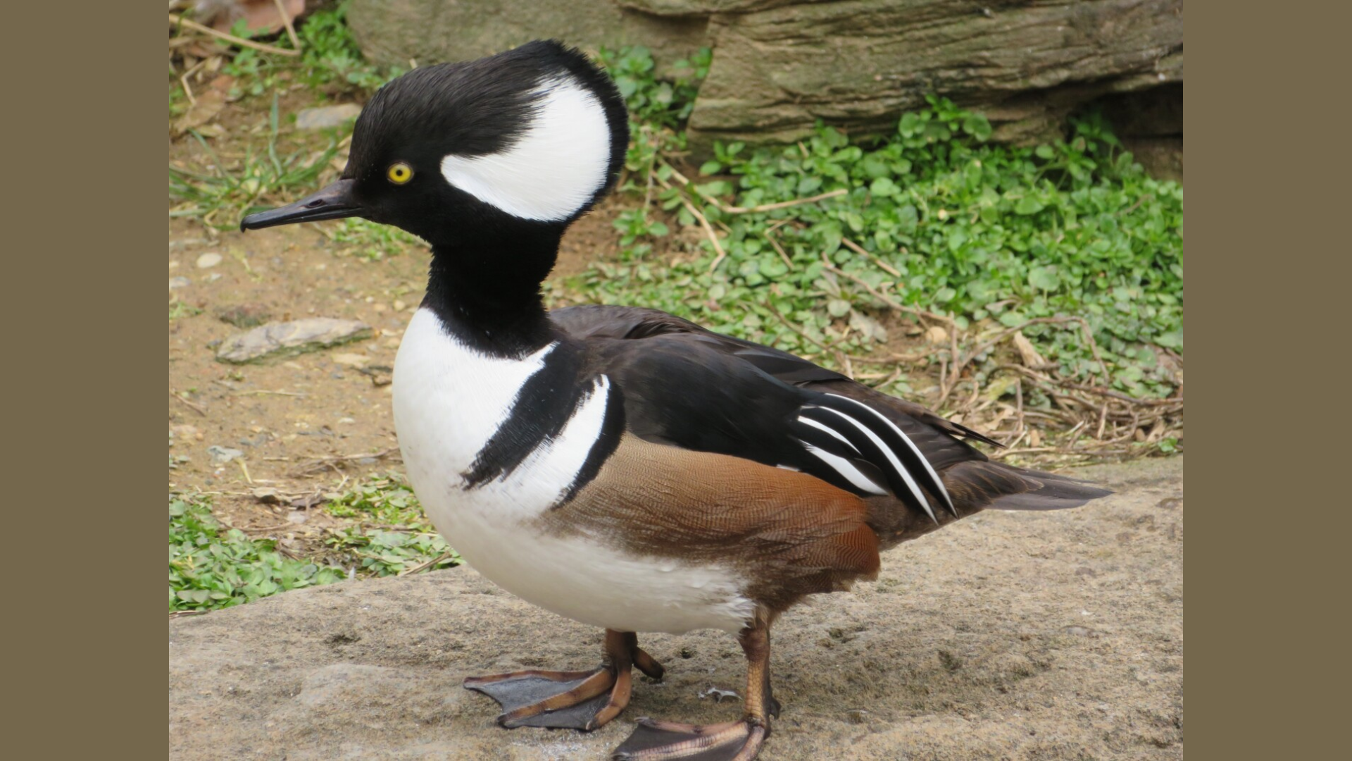 Hooded_Mergansers