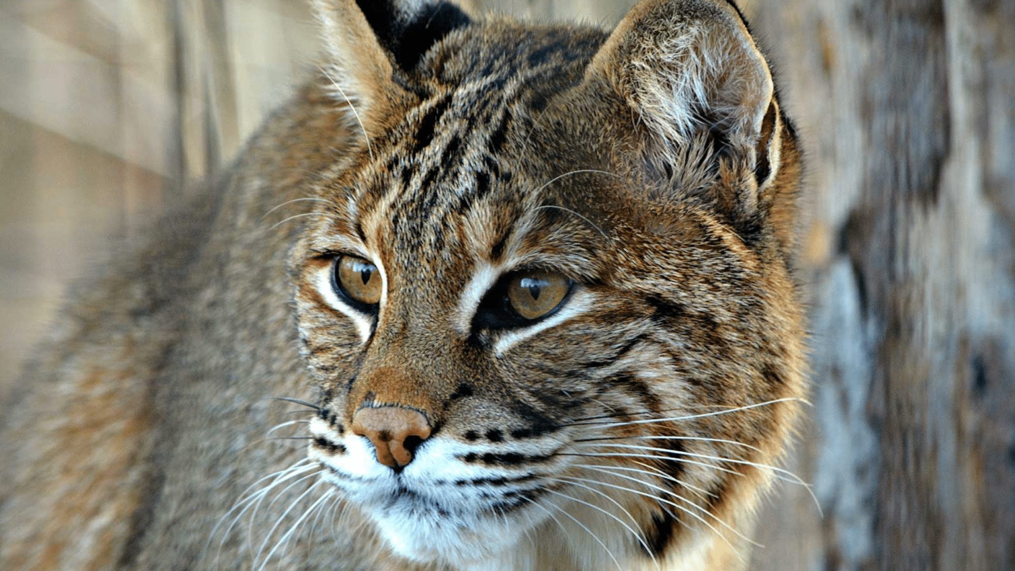 How Bobcats Change with The Seasons