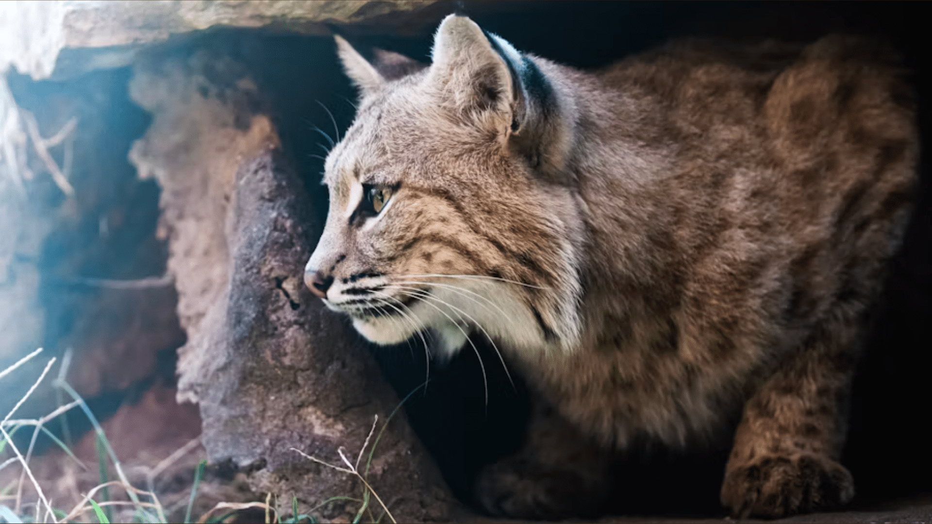 How Bobcats Choose and Compete for Mate