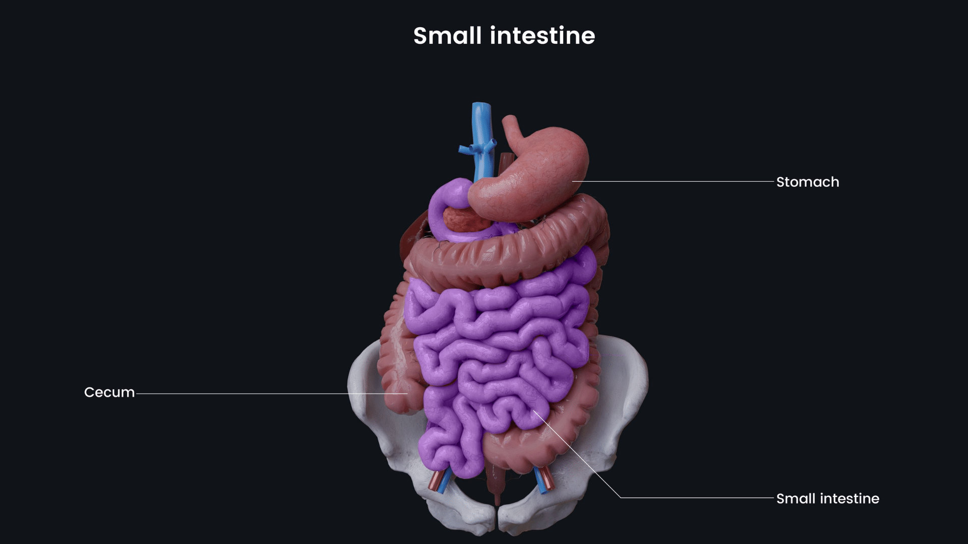 How_the_Circulatory_System_Helps