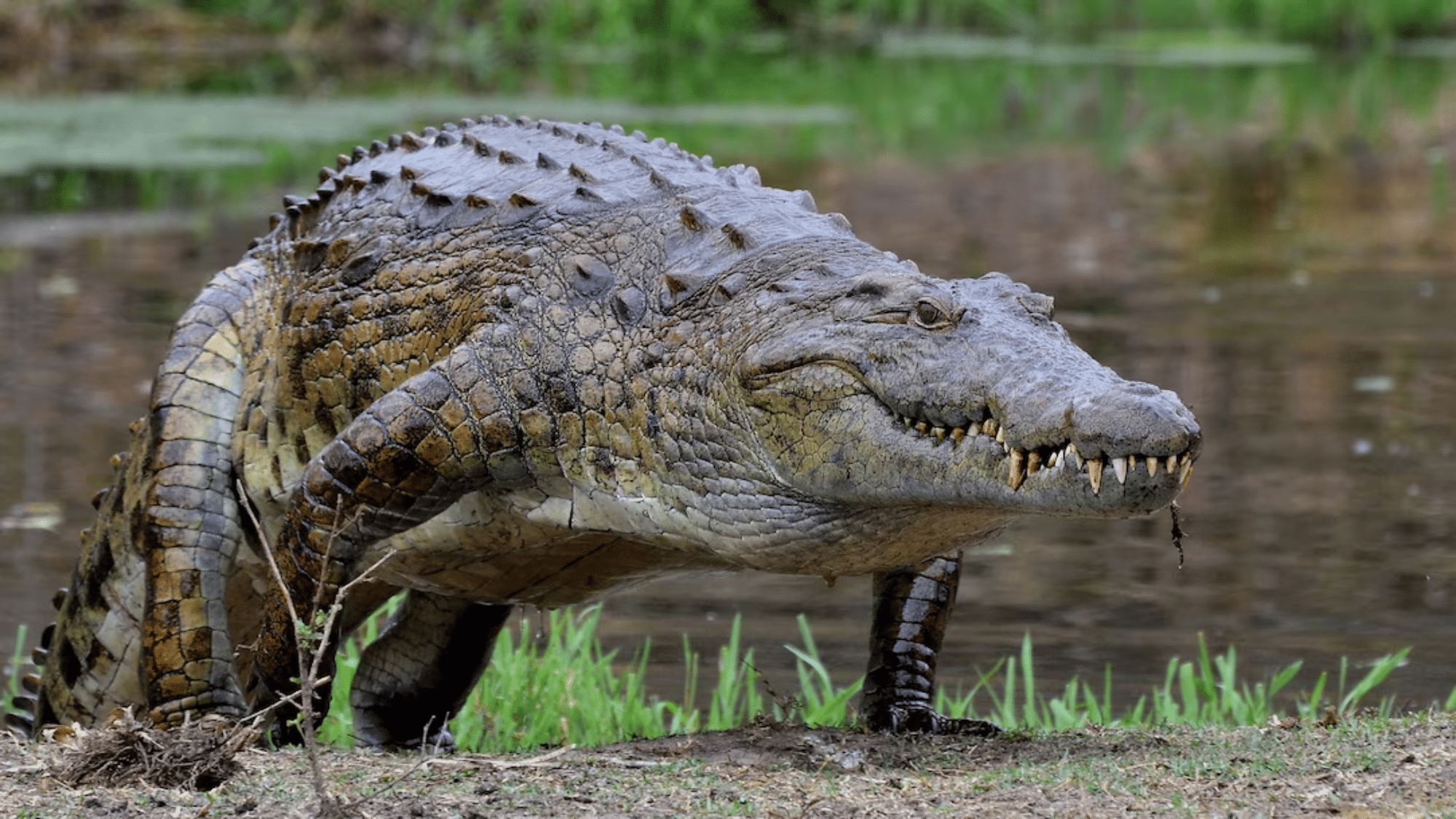 Nile Crocodile Facts