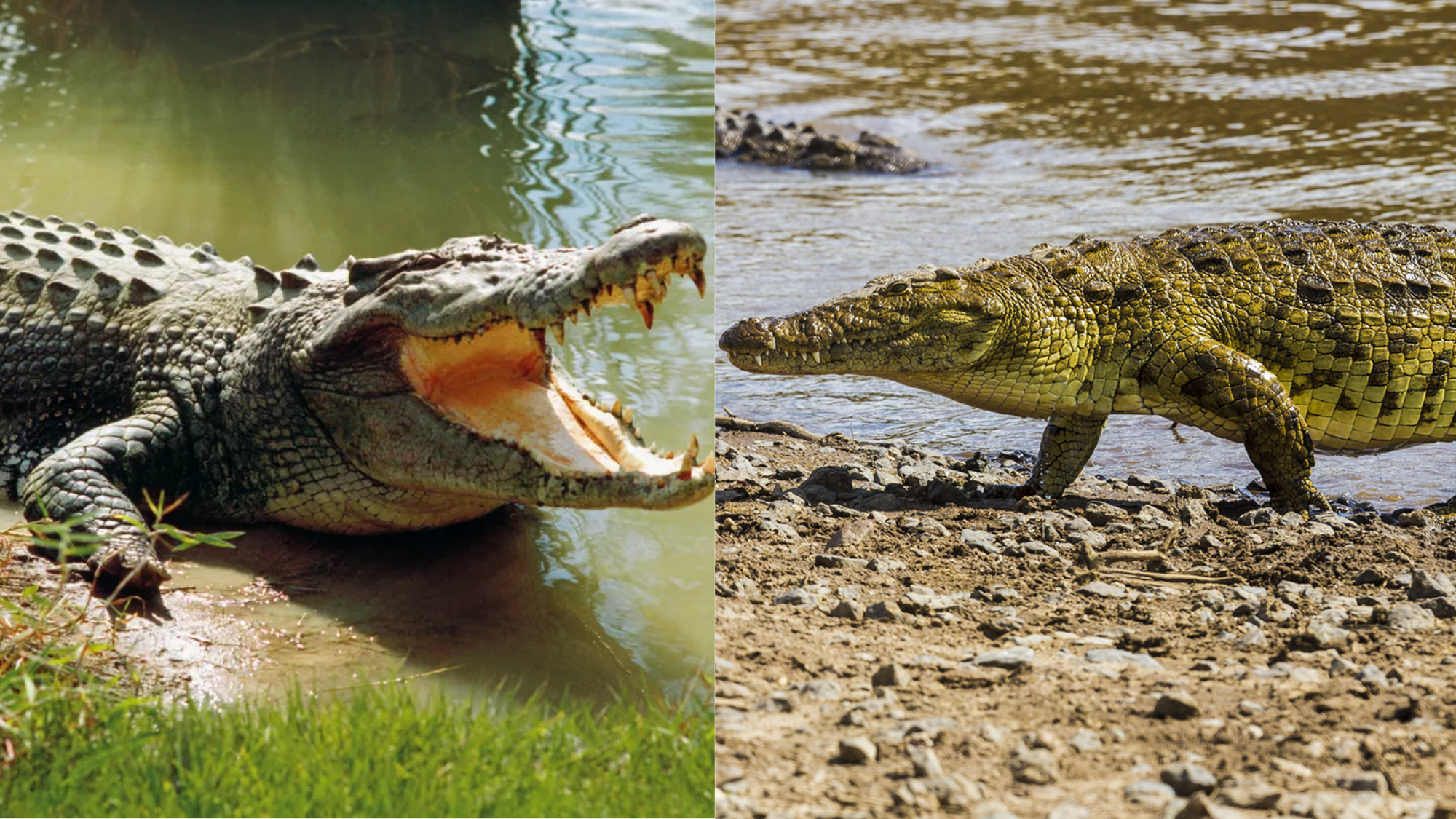 Nile Vs Saltwater Crocodile