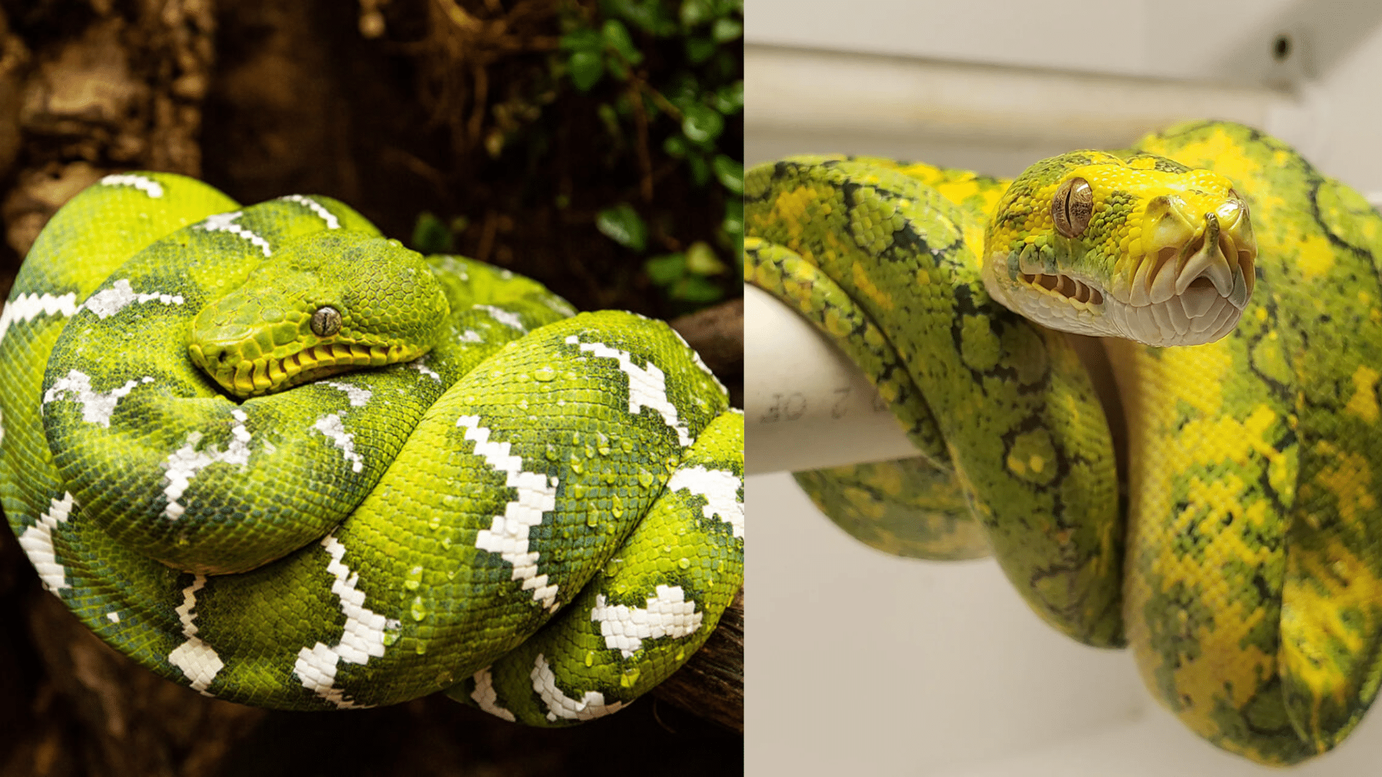 Origins and Evolution of These Snakes