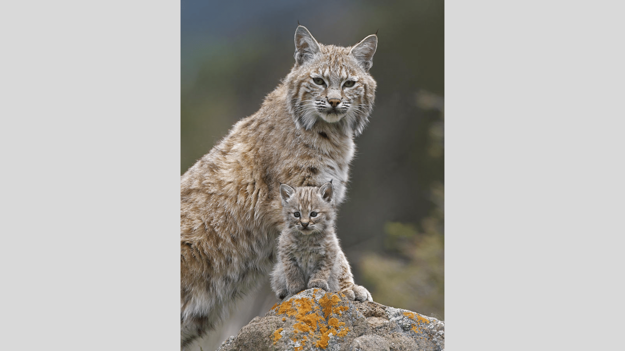 Reproduction_and_Life_Cycle_of_These_Cats