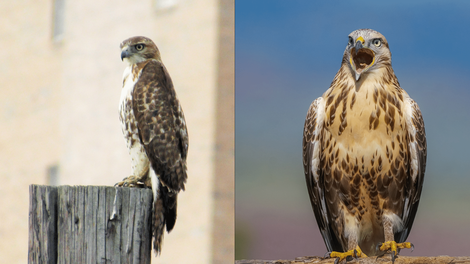 Similarities Between Buzzard and Hawk