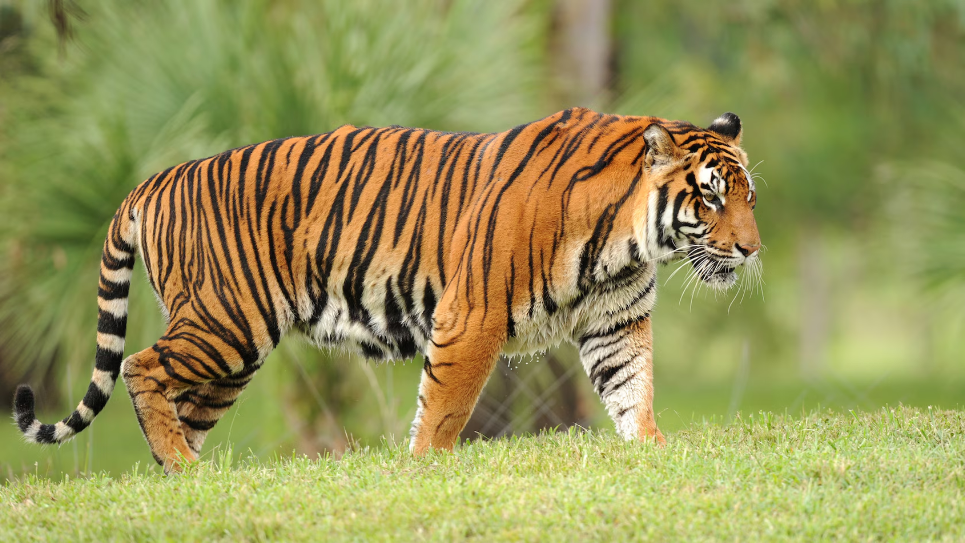 Some Interesting Facts About Tiger Jumps