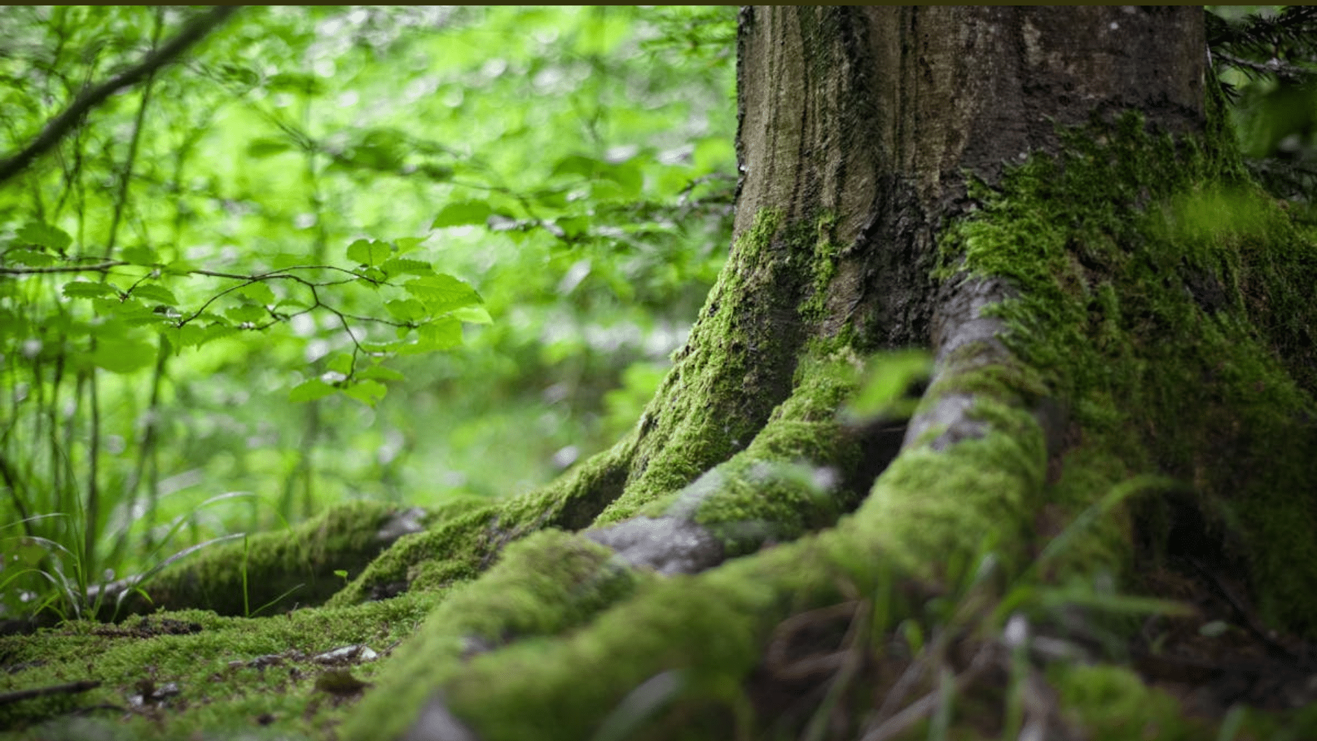 The Myth of Moss Growing Only on the North Side