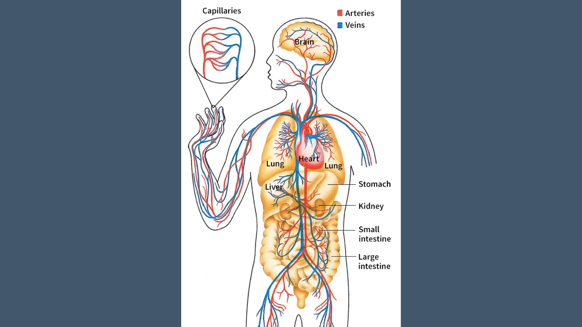 The_Role_of_The_Digestive_System
