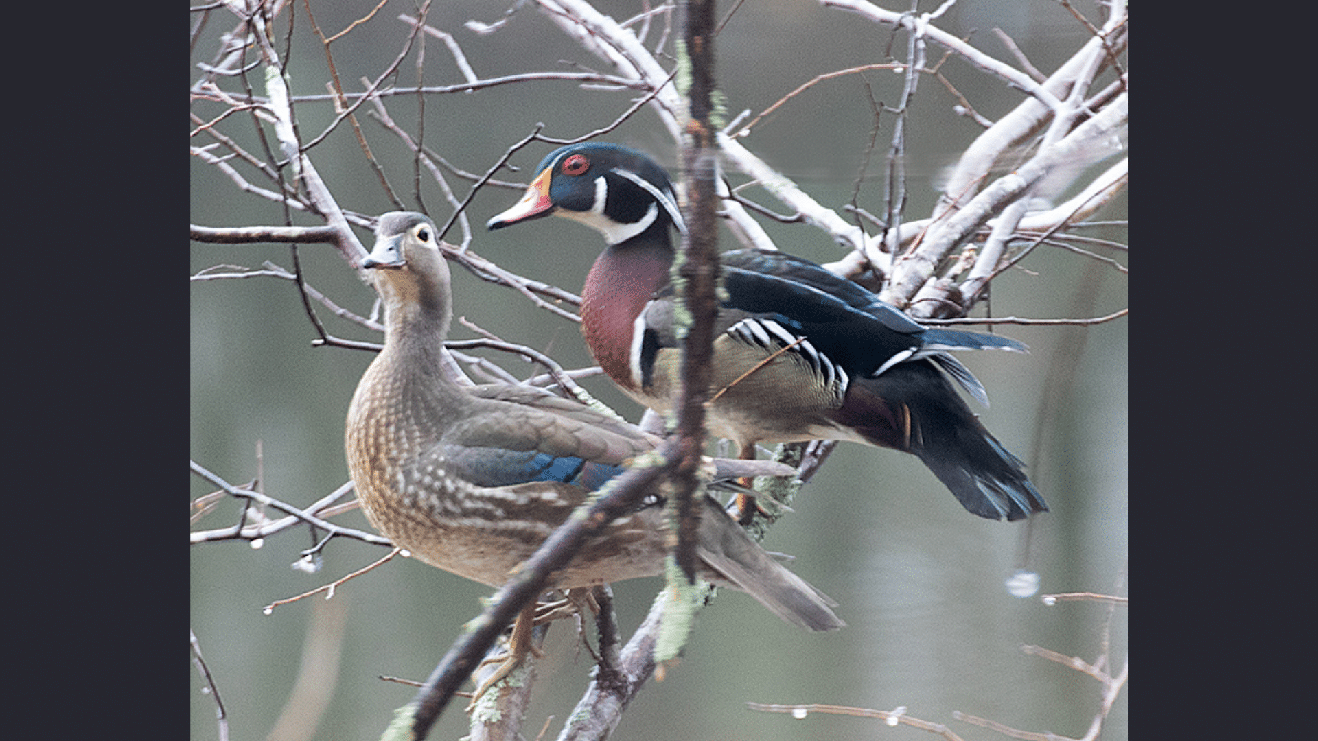 Do Ducks Land in Trees?
