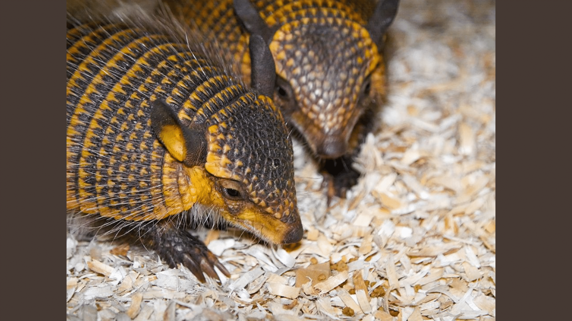 What to Do if You Encounter an Armadillo?