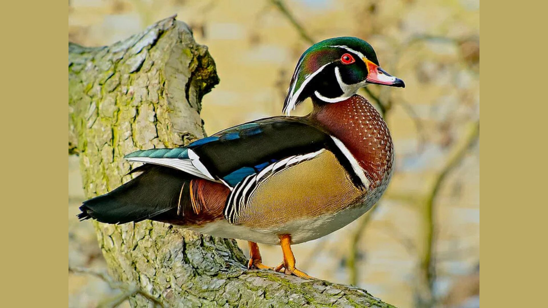Wood_Ducks