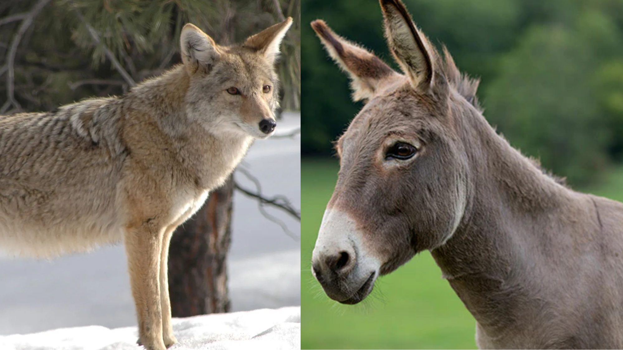 donkey vs coyote