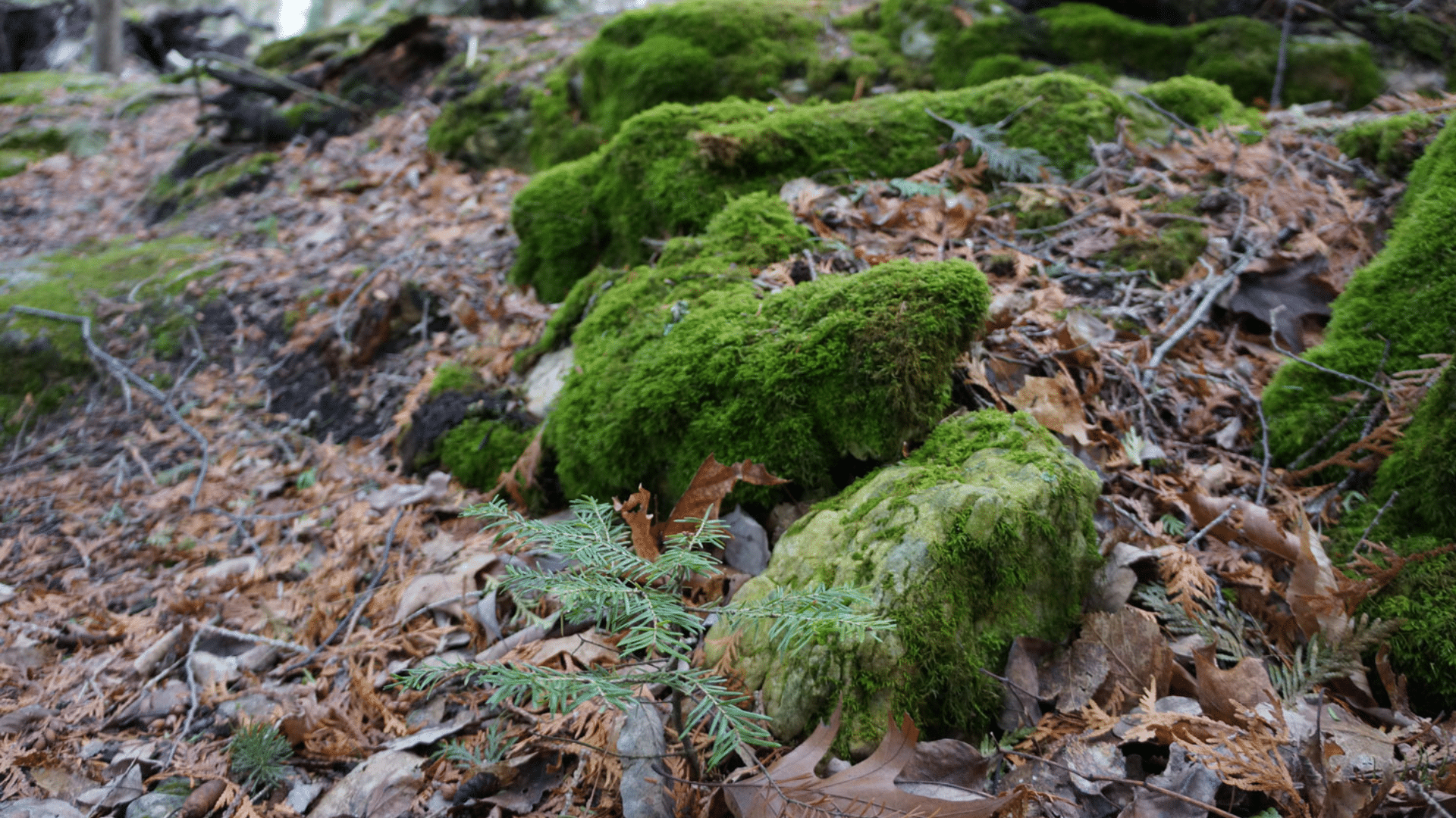 featured image of moss