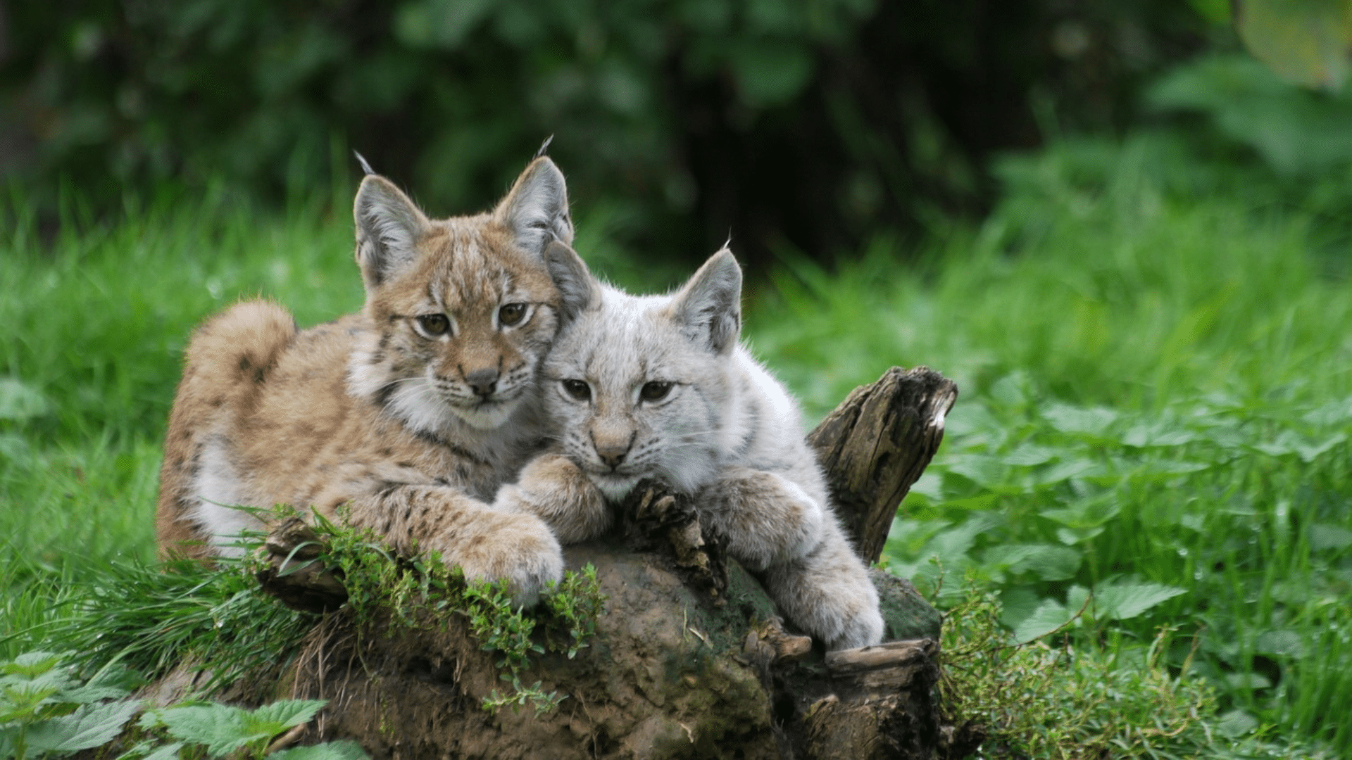 bobcat mating season