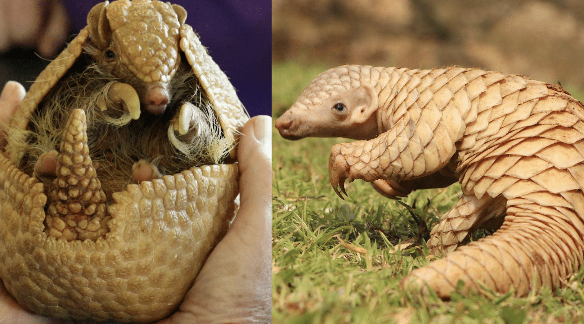 pangolin vs armadillo-2