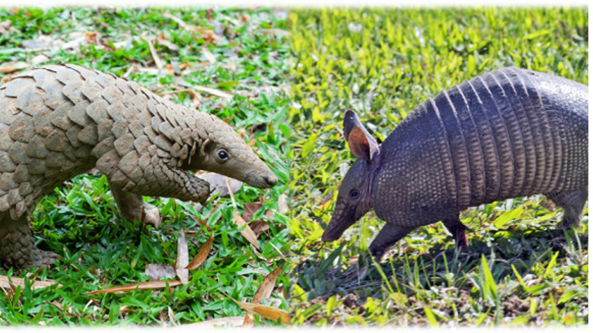 pangolin vs armadillo