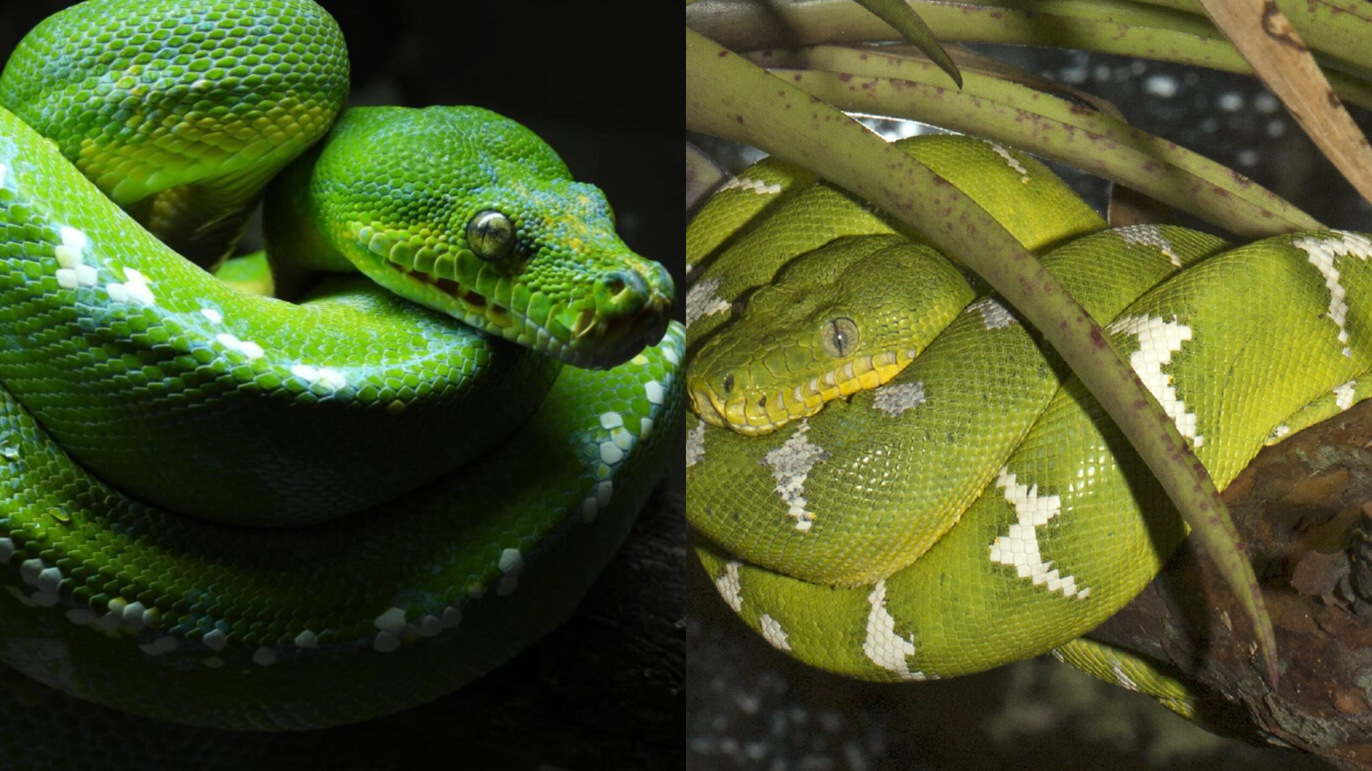 python vs boa featured image