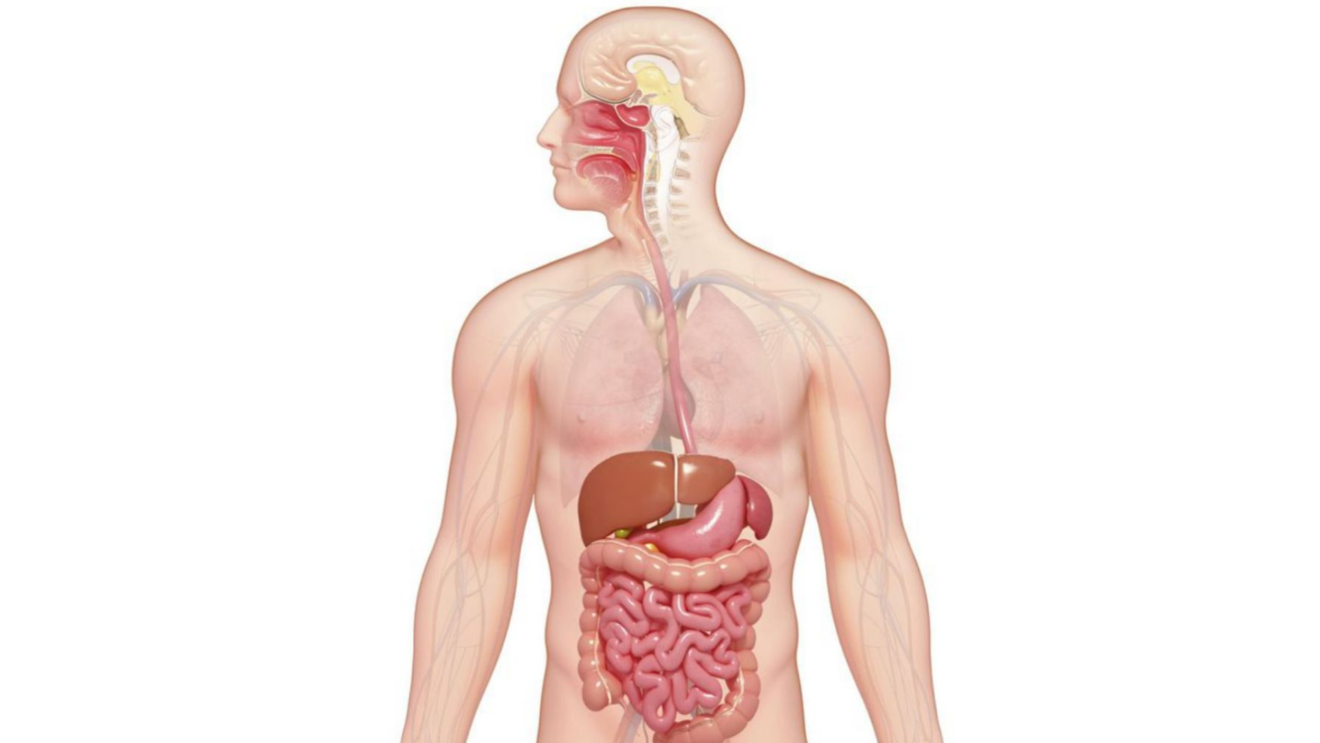 29 Fun Facts About the Digestive System