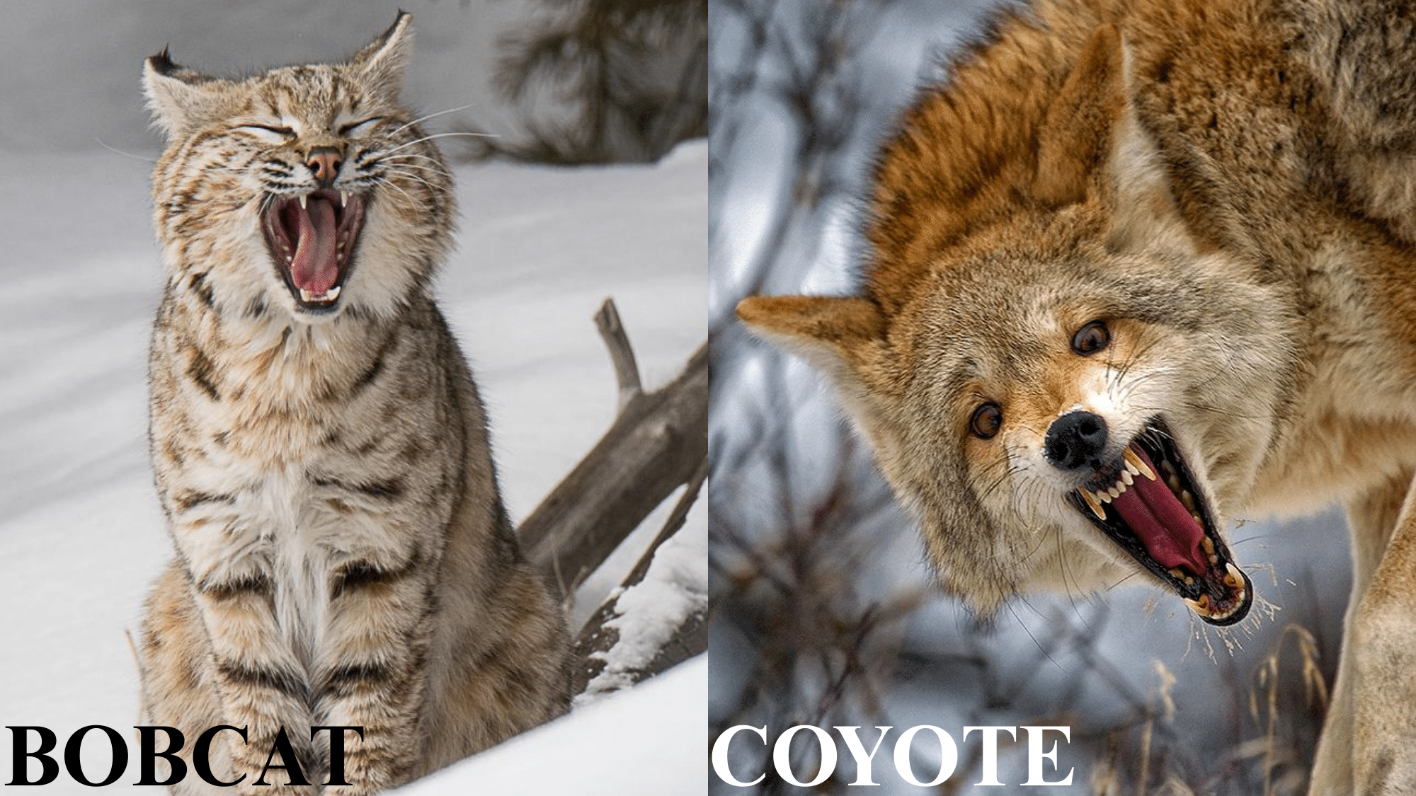 BOBCAT AND COYOTE