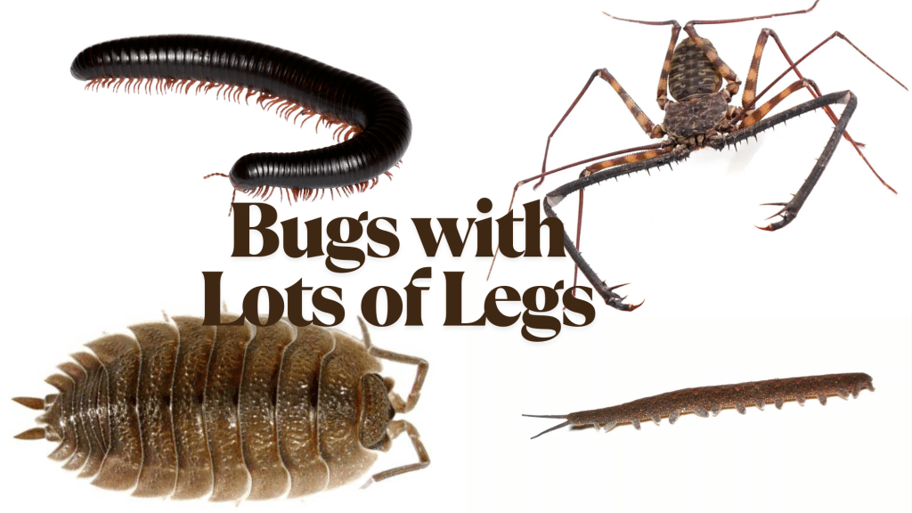 BUGS WITH LOTS OF LEGS FEATURED IMAGE