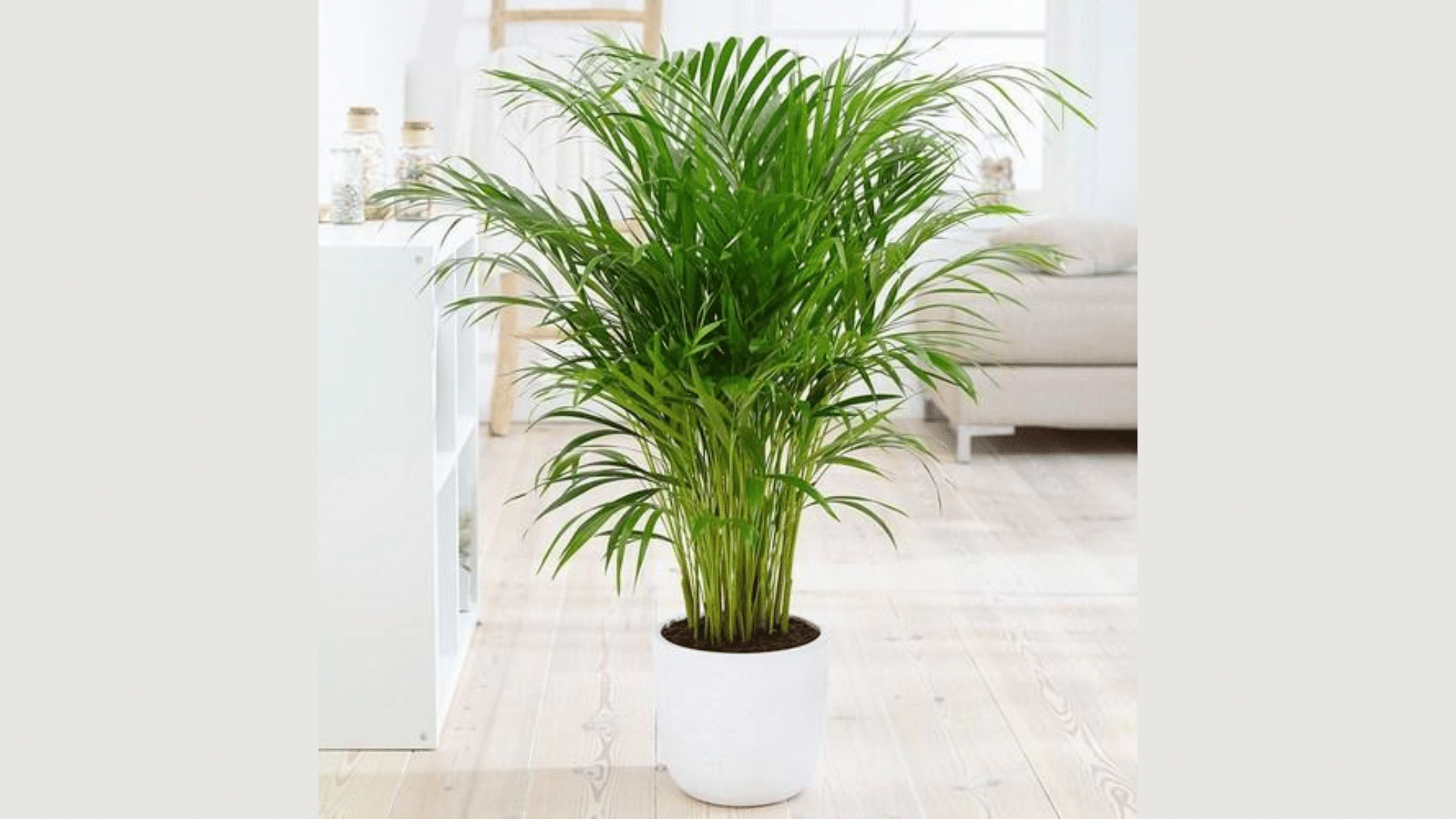 Bamboo_Palm